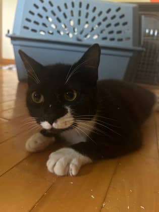 Elinor @ Petsmart - Domestic Shorthair/Mix cat available for adoption at PEI Humane Society in Charlottetown