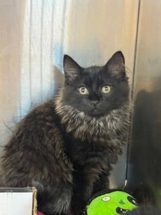 PitaPit - Domestic Longhair/Mix cat available for adoption at PEI Humane Society in Charlottetown