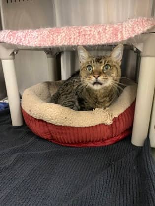 Lida Bita Boda Butt - Foster To Adopt - Domestic Shorthair/Mix available for adoption
