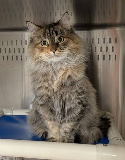 Marilla - Spirit Cat - Domestic Longhair/Mix available for adoption