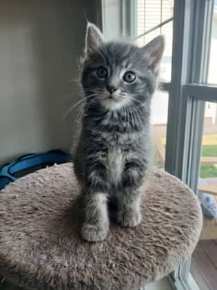 Mango @ PetSmart - Domestic Medium Hair/Mix available for adoption