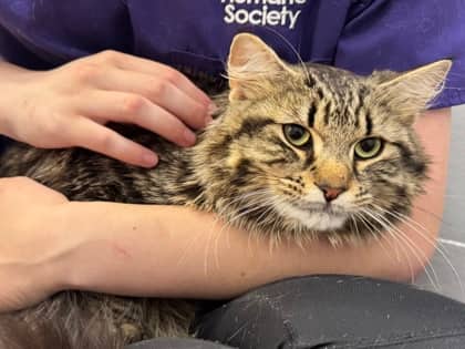 Harry - Domestic Medium Hair/Mix cat available for adoption in Prince Edward Island