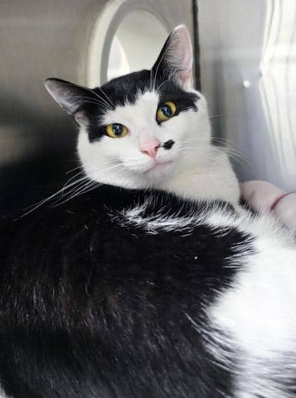 Popcorn - Domestic Shorthair/Mix cat available for adoption in Prince Edward Island