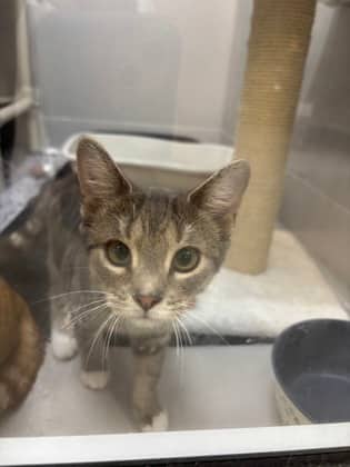 Lavender - Foster to Adopt - Domestic Shorthair/Mix cat available for adoption at PEI Humane Society in Charlottetown