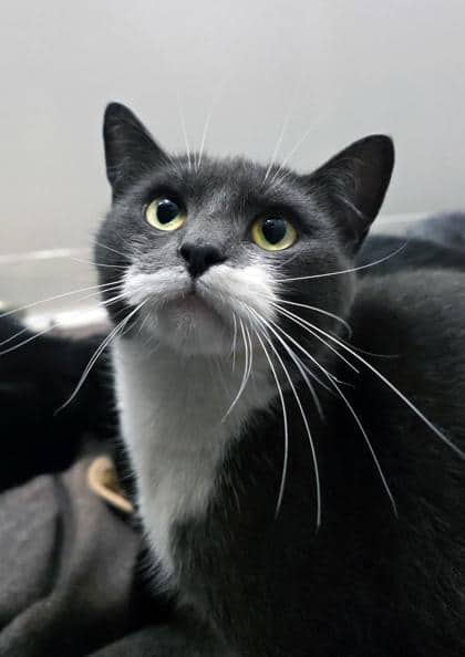 Marley - Domestic Shorthair/Mix cat available for adoption at PEI Humane Society in Charlottetown