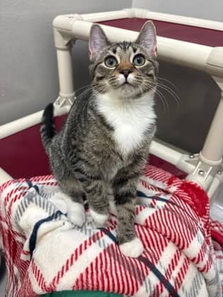 Egg - Foster to Adopt - Domestic Shorthair/Mix cat available for adoption at PEI Humane Society in Charlottetown