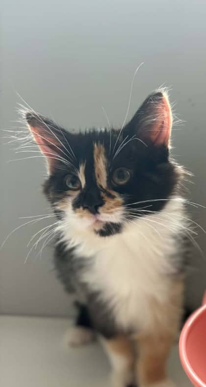 Dodi - Domestic Medium Hair/Mix cat available for adoption at PEI Humane Society in Charlottetown