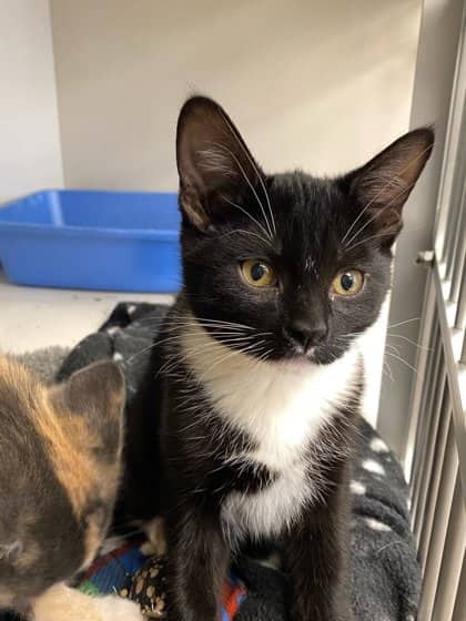 Puddles FTA - In Foster Care - Domestic Shorthair/Mix cat available for adoption at PEI Humane Society in Charlottetown