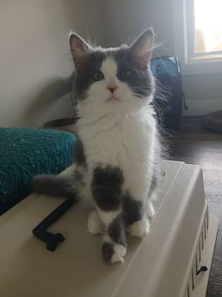 Plum - Domestic Longhair/Mix cat available for adoption at PEI Humane Society in Charlottetown