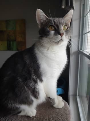 Apple @ PetSmart - Domestic Shorthair/Mix cat available for adoption at PEI Humane Society in Charlottetown