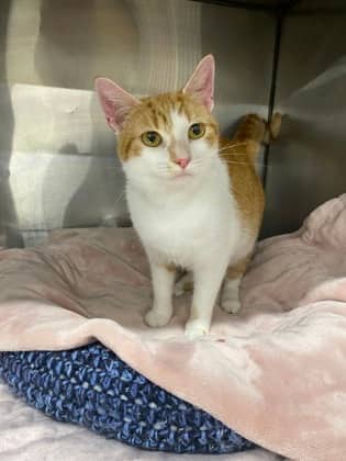 Nala @ PetSmart - Domestic Shorthair/Mix available for adoption