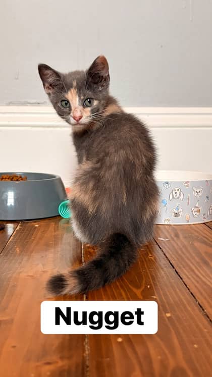 Nugget - In Foster Care - Domestic Shorthair/Mix cat available for adoption in Prince Edward Island