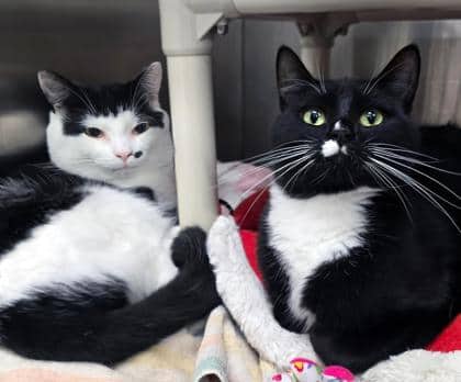 Popcorn & Poutine - Bonded Duo - Domestic Shorthair/Mix cat available for adoption at PEI Humane Society in Charlottetown