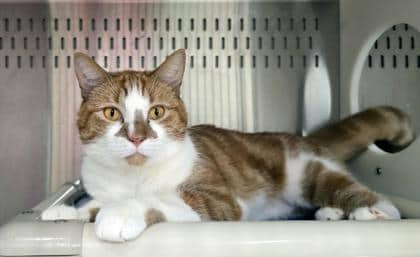 Murph - Domestic Shorthair/Mix available for adoption