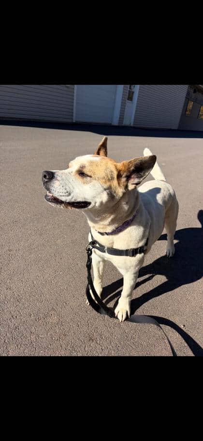 Bunny - Senior/Only Pet in Home - Terrier, American Pit Bull/Mix available for adoption at PEI Humane Society in Charlottetown
