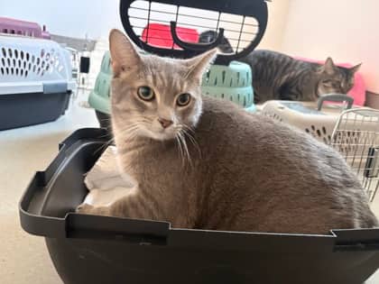 Agave - Domestic Shorthair/Mix cat available for adoption at PEI Humane Society in Charlottetown