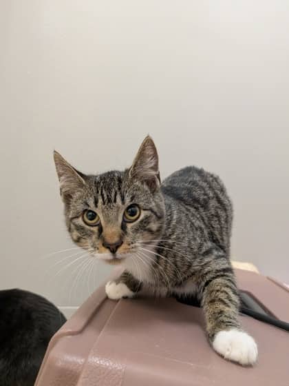 Watt - Foster to Adopt - Domestic Shorthair/Mix cat available for adoption at PEI Humane Society in Charlottetown