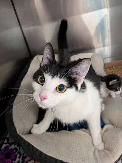 Sam - Domestic Shorthair/Mix available for adoption