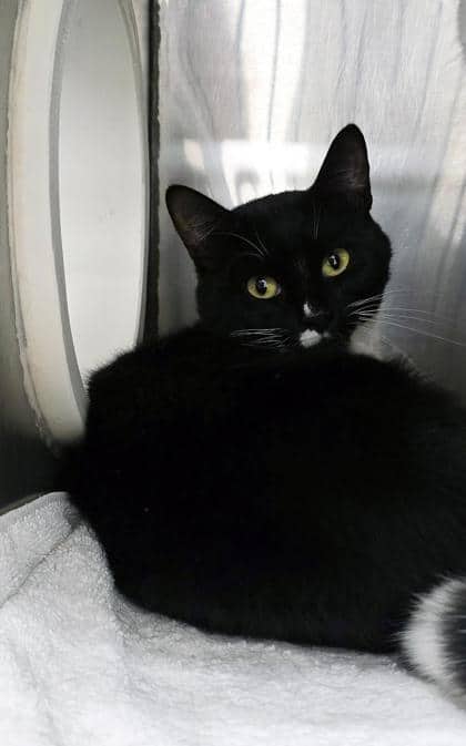 Poutine - Domestic Shorthair/Mix cat available for adoption in Prince Edward Island