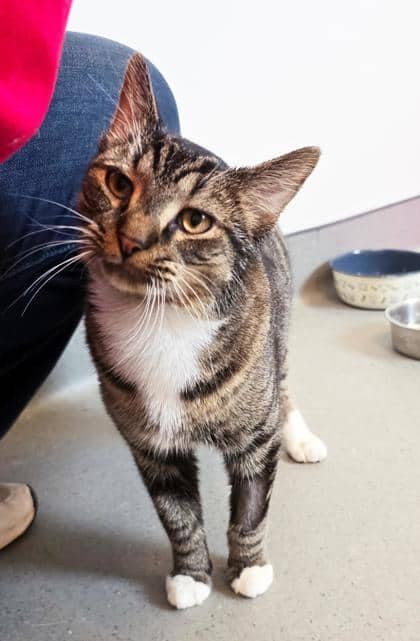 Bamboo - Domestic Shorthair/Mix available for adoption