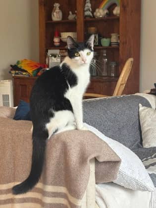 Sam - Domestic Shorthair/Mix cat available for adoption at PEI Humane Society in Charlottetown