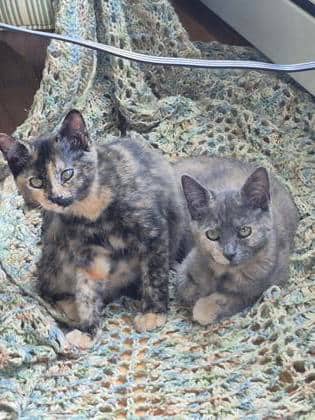 Moonbeam & Eclipse Duo Pet Value Charlottetown - Domestic Medium Hair/Mix cat available for adoption at PEI Humane Society in Charlottetown