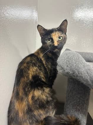 Scrub Mommy - Foster to Adopt - Domestic Shorthair/Mix cat available for adoption at PEI Humane Society in Charlottetown