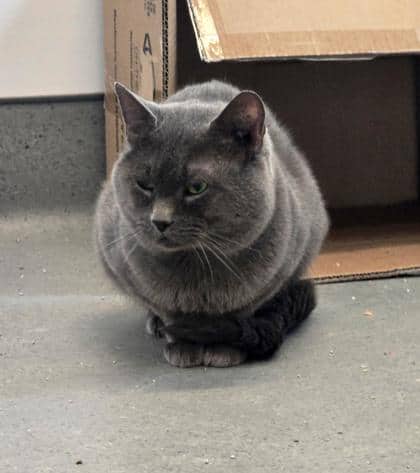 Thyme - Domestic Shorthair/Mix available for adoption