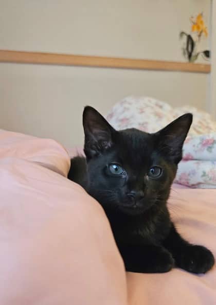 Beetle - Foster to Adopt - Siamese/Mix cat available for adoption in Prince Edward Island