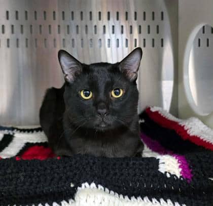 Yuzu - SPIRIT CAT - Siamese/Mix available for adoption