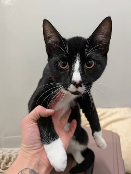 Volt - Domestic Shorthair/Mix available for adoption