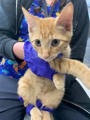 Hubbard - Foster to Adopt - Domestic Shorthair/Mix cat available for adoption at PEI Humane Society in Charlottetown