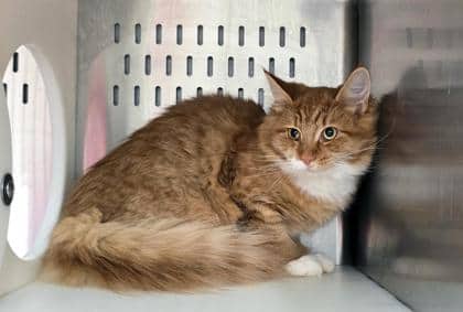 Rustella - SPIRIT CAT - Foster To Adopt - Domestic Medium Hair/Mix cat available for adoption at PEI Humane Society in Charlottetown