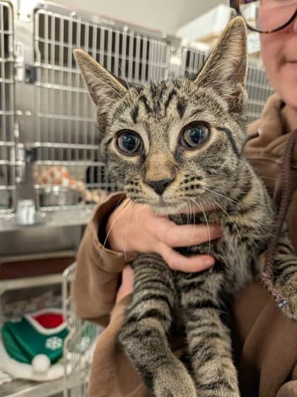 Acorn - Domestic Shorthair/Mix cat available for adoption at PEI Humane Society in Charlottetown