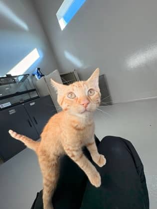 Kabocha - Domestic Shorthair/Mix available for adoption