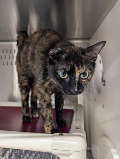 Mary-Ann - Foster to Adopt - Domestic Shorthair/Mix cat available for adoption at PEI Humane Society in Charlottetown