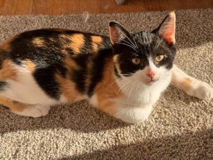 Zorra @ PetSmart - Domestic Medium Hair/Mix cat available for adoption at PEI Humane Society in Charlottetown