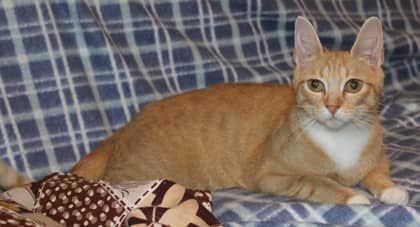 Josie - Domestic Shorthair/Mix available for adoption