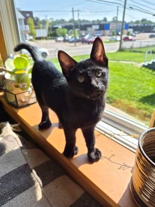 Mocha - Siamese/Mix available for adoption