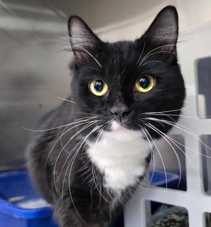 Doax - Domestic Medium Hair/Mix cat available for adoption in Prince Edward Island