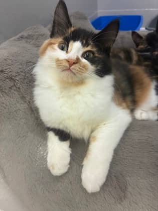Coraline - Foster to Adopt - Domestic Medium Hair/Mix cat available for adoption at PEI Humane Society in Charlottetown