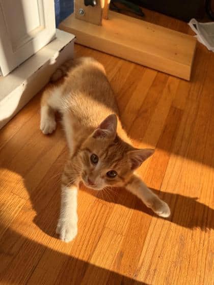 Angel @ PetSmart - Domestic Shorthair/Mix cat available for adoption at PEI Humane Society in Charlottetown