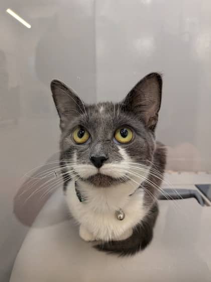 Bingus - Domestic Shorthair/Mix cat available for adoption at PEI Humane Society in Charlottetown