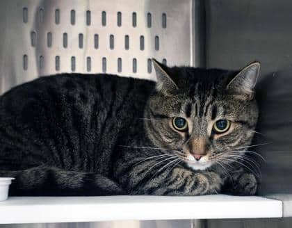 Whiskey - ONLY PET IN HOME - Domestic Shorthair/Mix cat available for adoption at PEI Humane Society in Charlottetown