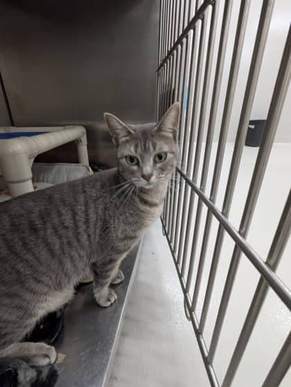 Kimmy - Foster to Adopt - Domestic Shorthair/Mix cat available for adoption at PEI Humane Society in Charlottetown