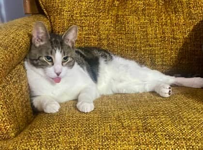 Licorice - SPIRIT CAT - Domestic Shorthair/Mix cat available for adoption at PEI Humane Society in Charlottetown