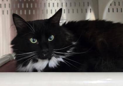Flash - SPIRIT CAT - Domestic Longhair/Mix available for adoption