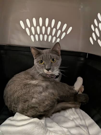 Sparrow - Domestic Shorthair/Mix cat available for adoption at PEI Humane Society in Charlottetown