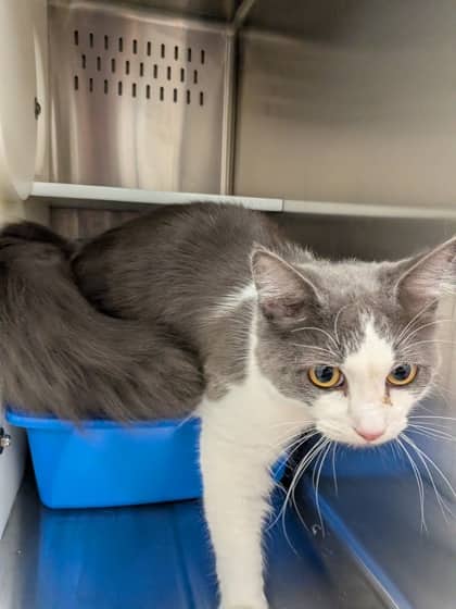 Spirit - Domestic Medium Hair/Mix cat available for adoption at PEI Humane Society in Charlottetown