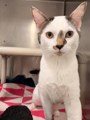 Domi & Rhodes- Bonded Duo - Domestic Shorthair/Mix cat available for adoption at PEI Humane Society in Charlottetown